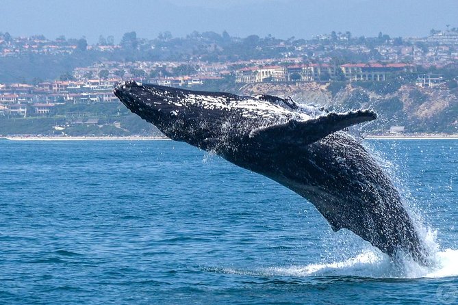 Dana Point Dolphin and Whale Watching with Underwater Viewing - Dolphins are often the main event