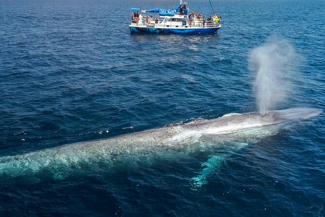 Dana Point Dolphin and Whale Watching with Underwater Viewing - What the naturalist adds