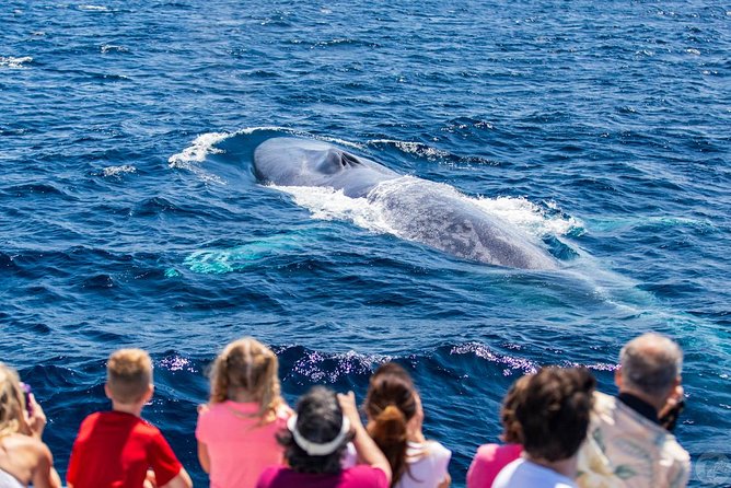 Dana Point Dolphin and Whale Watching with Underwater Viewing - Comfort, weather, and motion on the water
