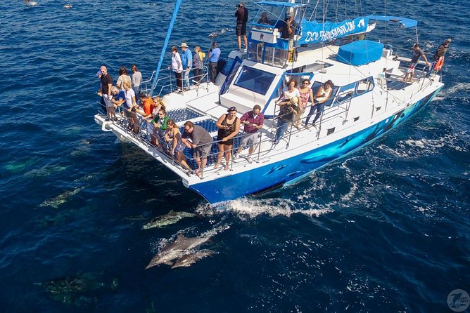 Dana Point Dolphin and Whale Watching with Underwater Viewing - Whale watching with honest expectations