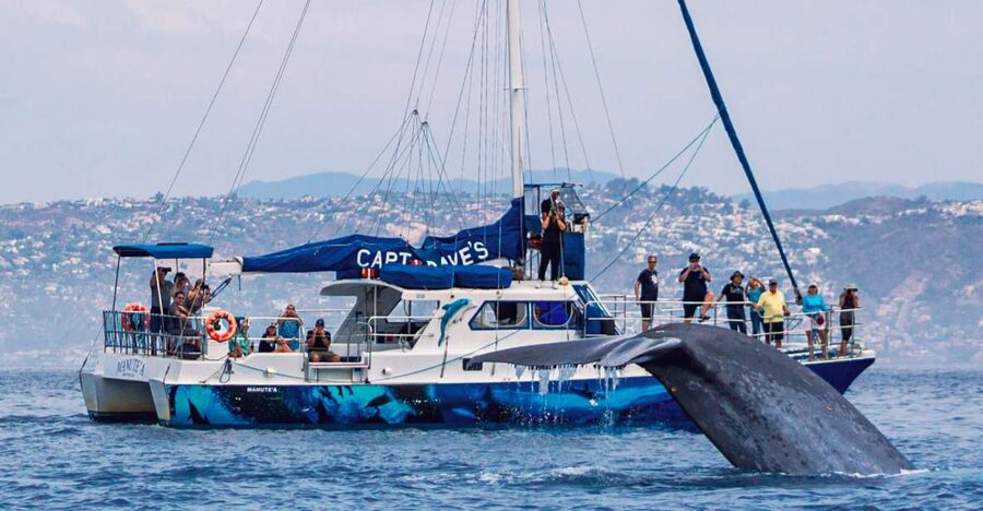 Dana Point Dolphin & Whale Watching With Underwater Viewing - Key points before you book