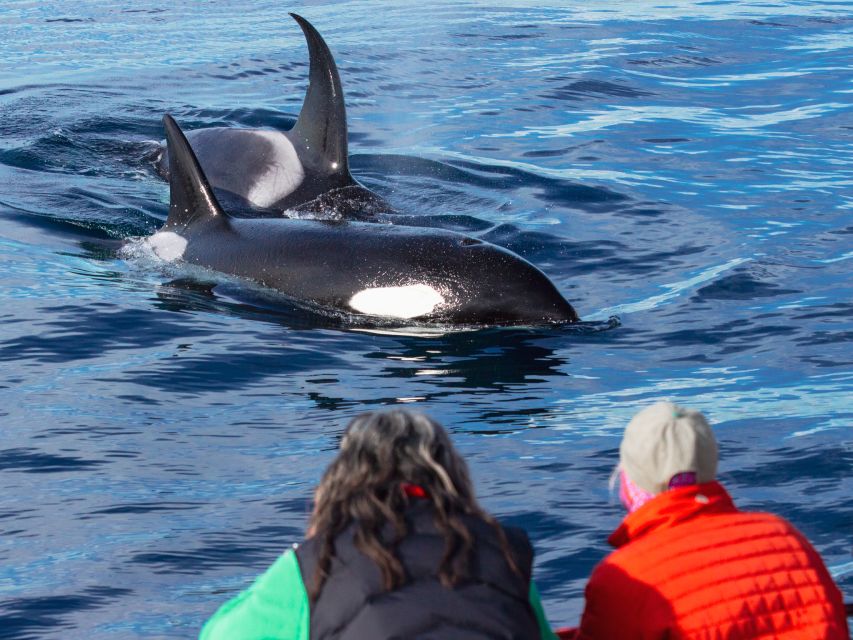 Dana Point Dolphin & Whale Watching With Underwater Viewing - Who will enjoy this cruise most?