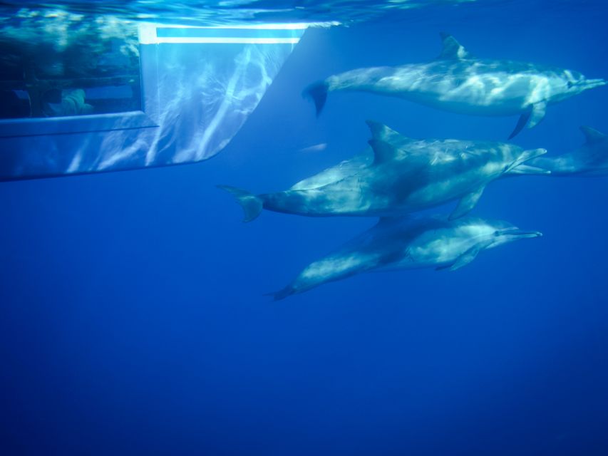 Dana Point Dolphin & Whale Watching With Underwater Viewing - Setting sail from Dana Point Harbor