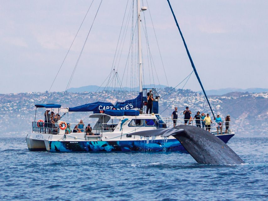 Dana Point Dolphin & Whale Watching With Underwater Viewing - What you may see in 150 minutes