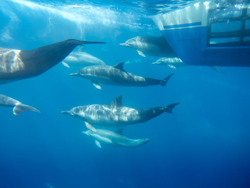 Dana Point Dolphin & Whale Watching With Underwater Viewing - The unusual underwater viewing pods