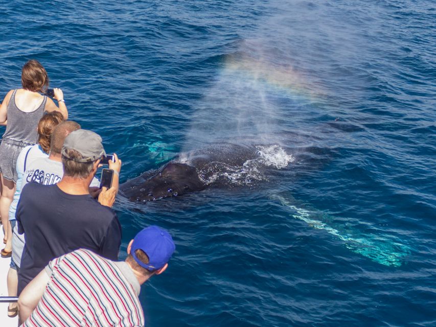 Dana Point Dolphin & Whale Watching With Underwater Viewing - Three tram nets for a closer look