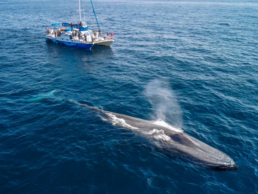 Dana Point Dolphin & Whale Watching With Underwater Viewing - Why the narration matters