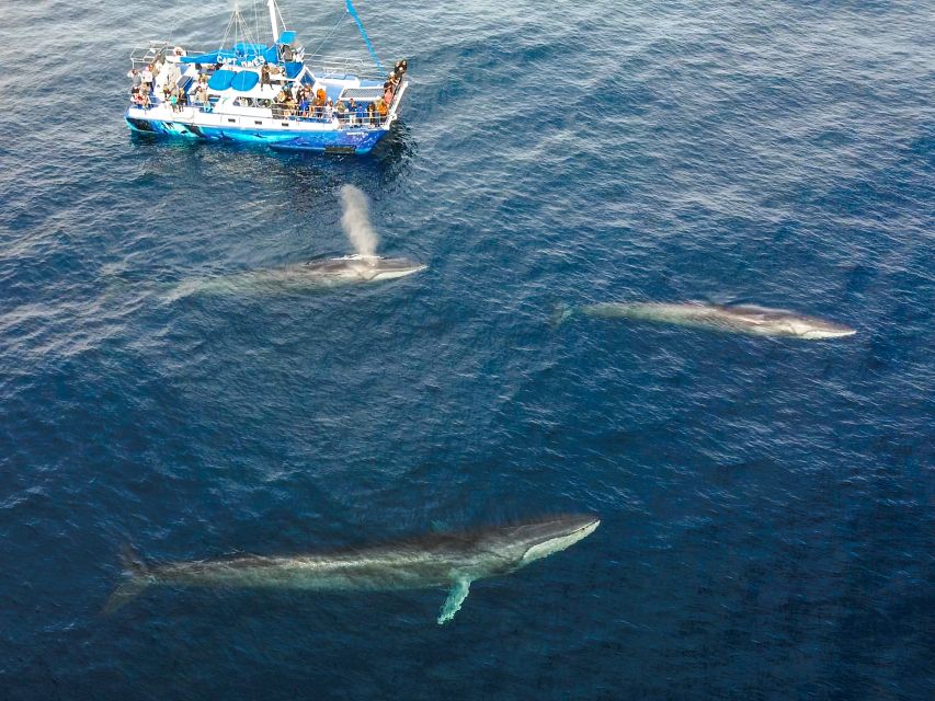 Dana Point Dolphin & Whale Watching With Underwater Viewing - The first minutes on the water