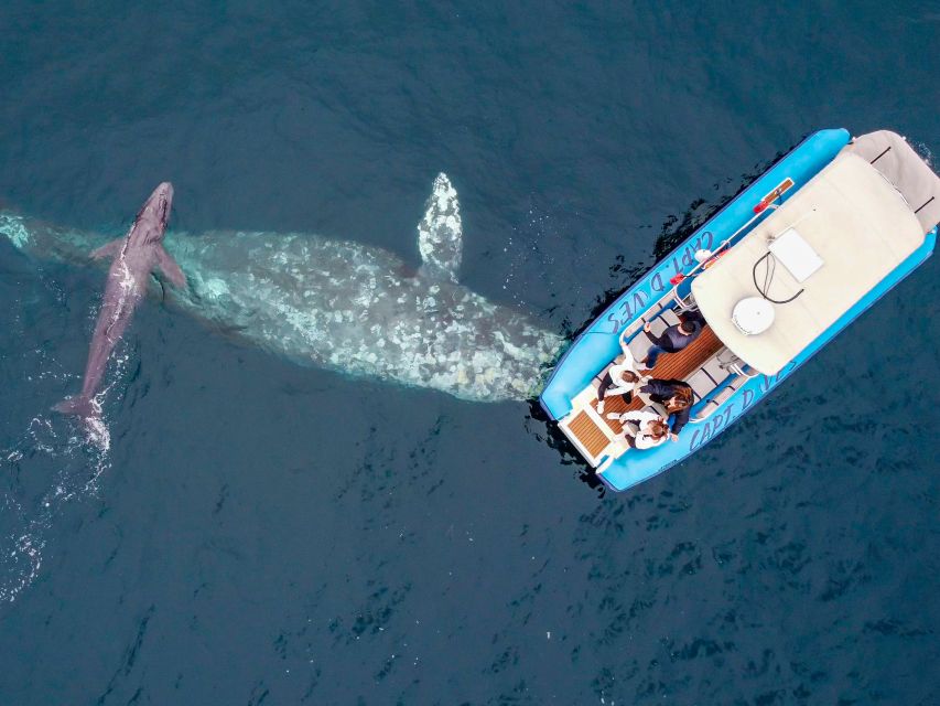 Dana Point Fast & Fun Zodiac-Style Dolphin & Whale Watching - Key points to know before booking