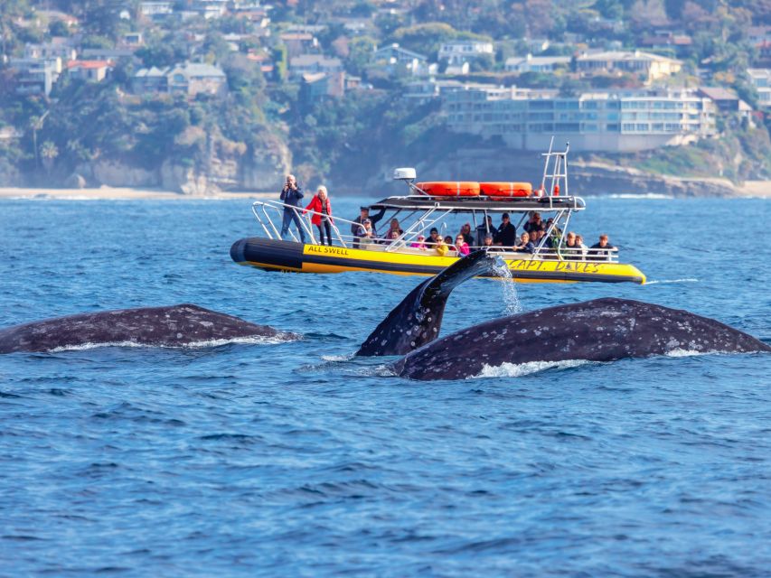 Dana Point Fast & Fun Zodiac-Style Dolphin & Whale Watching - A fast start from Dana Point Harbor