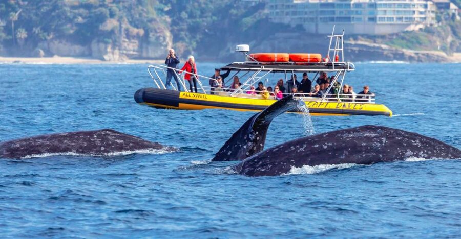 Dana Point Fast & Fun Zodiac-Style Dolphin & Whale Watching - Two hours of wildlife watching around Dana Point