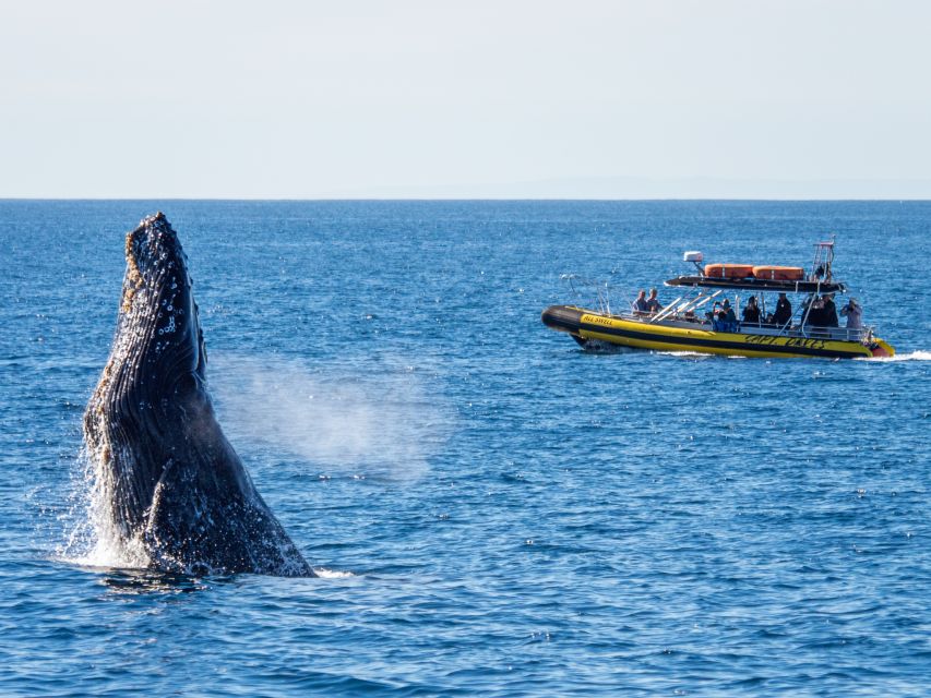 Dana Point Fast & Fun Zodiac-Style Dolphin & Whale Watching - Why the small group matters