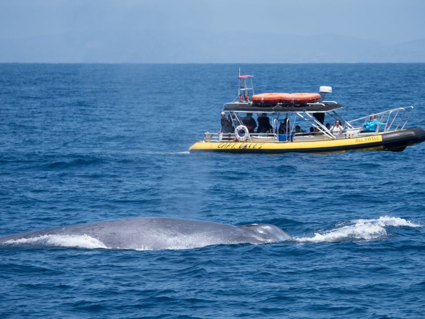 Dana Point Fast & Fun Zodiac-Style Dolphin & Whale Watching - The guides make the difference
