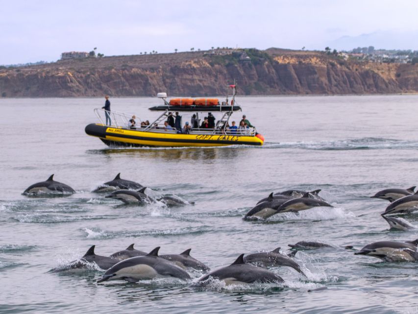 Dana Point Fast & Fun Zodiac-Style Dolphin & Whale Watching - Is $95 a fair price?