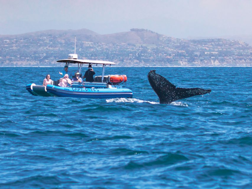 Dana Point Fast & Fun Zodiac-Style Dolphin & Whale Watching - How to make the most of your morning or afternoon