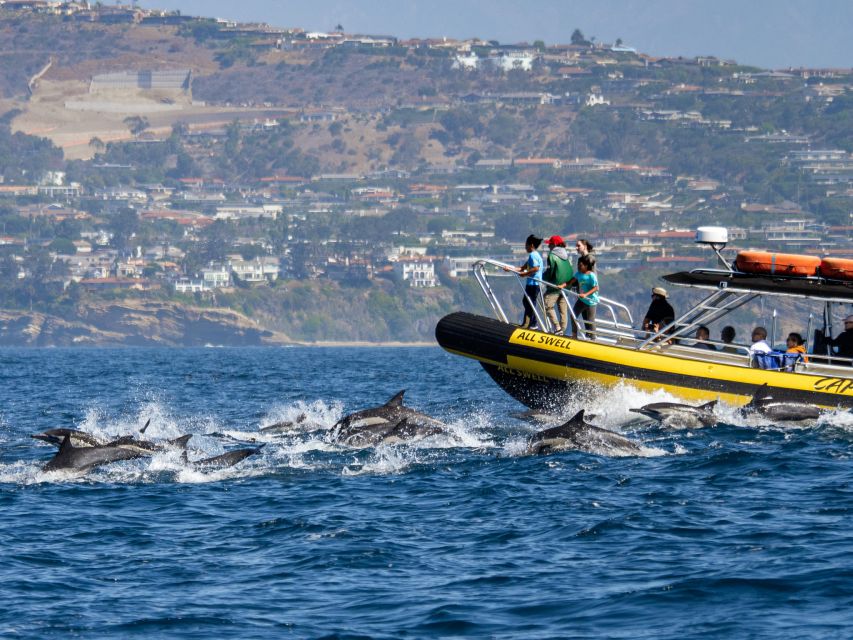 Dana Point Fast & Fun Zodiac-Style Dolphin & Whale Watching - What the Zodiac-style boat feels like