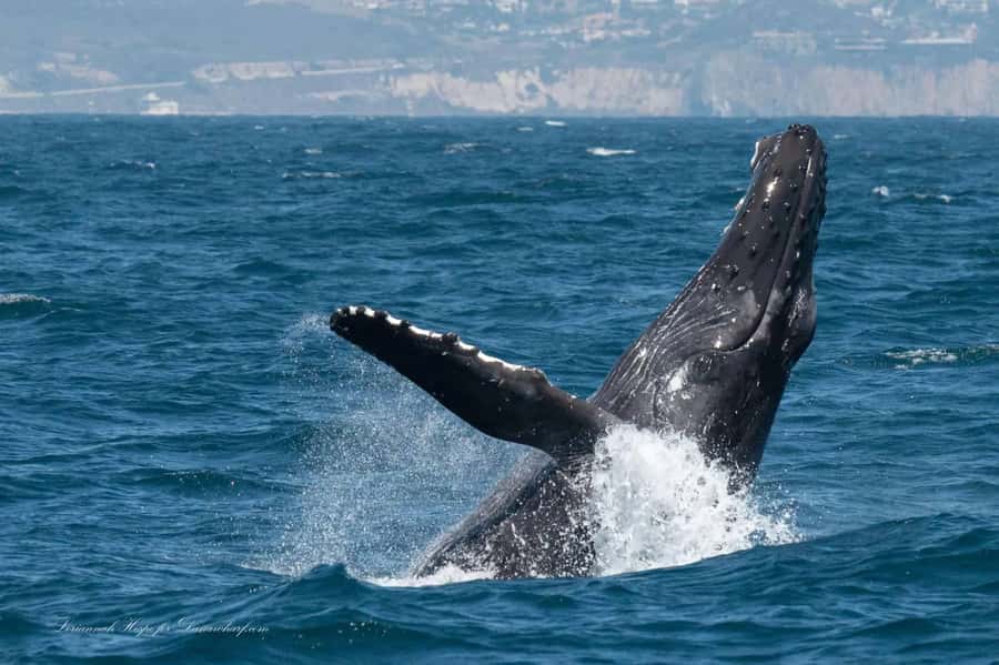 Dana Point: Whale and Dolphin Watching Tour - The Two-Hour Search for Whales