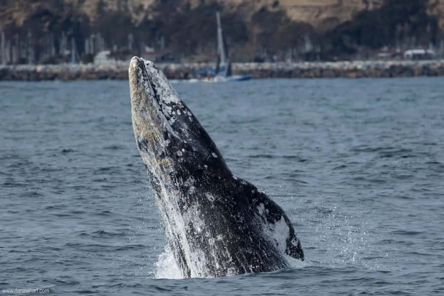 Dana Point: Whale and Dolphin Watching Tour - Sea Lions, Pelicans, and Possible Sharks