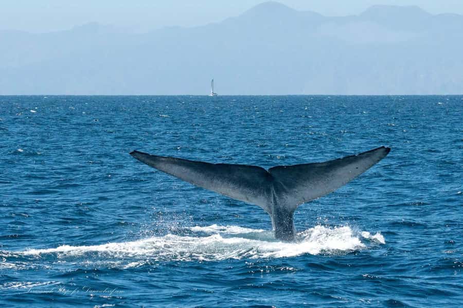 Dana Point: Whale and Dolphin Watching Tour - When Dolphins Become the Main Event