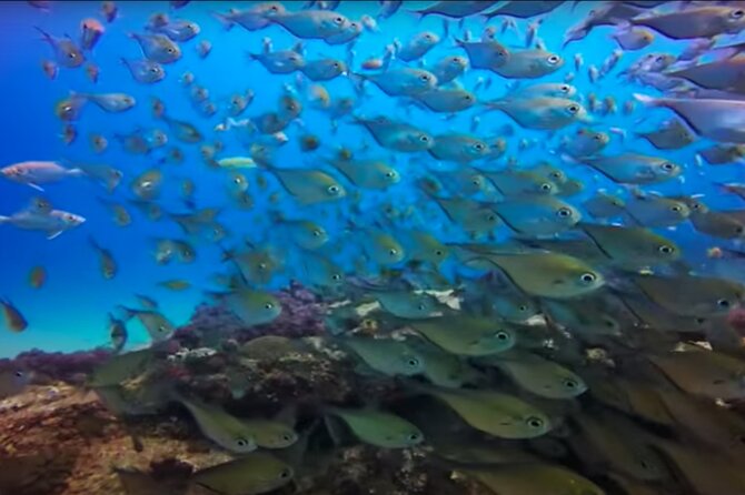Day Trip to Ponta de Ouro Beach /Dolphin Swim+Snorkel+Whale Watch - What the $230 price really buys you