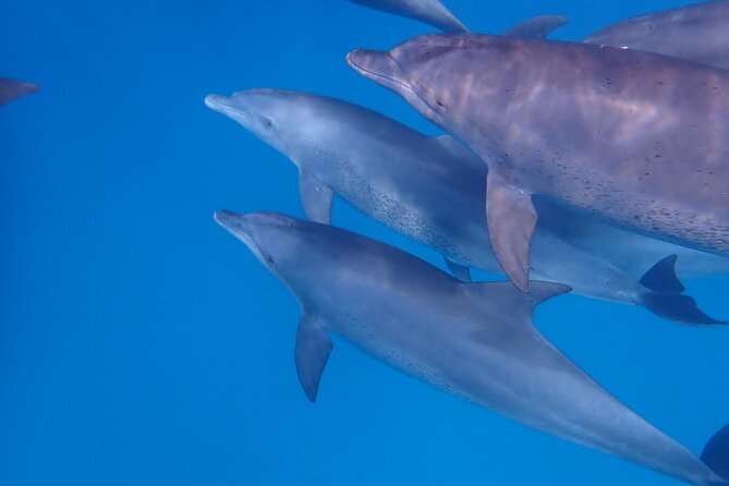Day Trip Zanzibar: Snorkeling Dolphin Aquarium Turtles and Sunset - What the private format changes