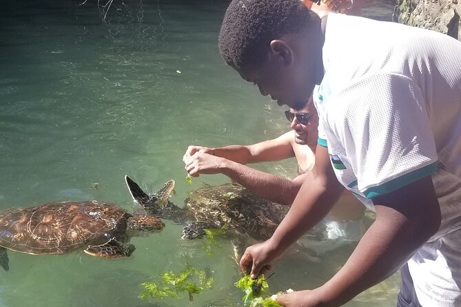 Day Trip Zanzibar: Snorkeling Dolphin Aquarium Turtles and Sunset - Who will get the most from this trip
