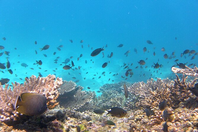 Daymaniyat island Natural Reserve and Dolphin Watching - A Short Boat Ride and the Second Snorkeling Stop