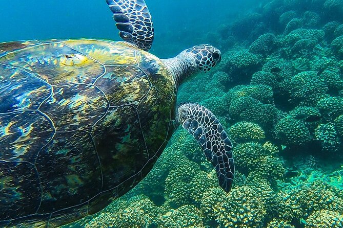 Daymaniyat island Natural Reserve and Dolphin Watching - What $125 Means in Practical Terms