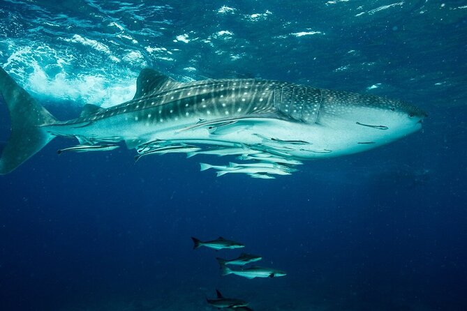 Daymaniyat island Natural Reserve and Dolphin Watching - Who Will Enjoy This Tour Most