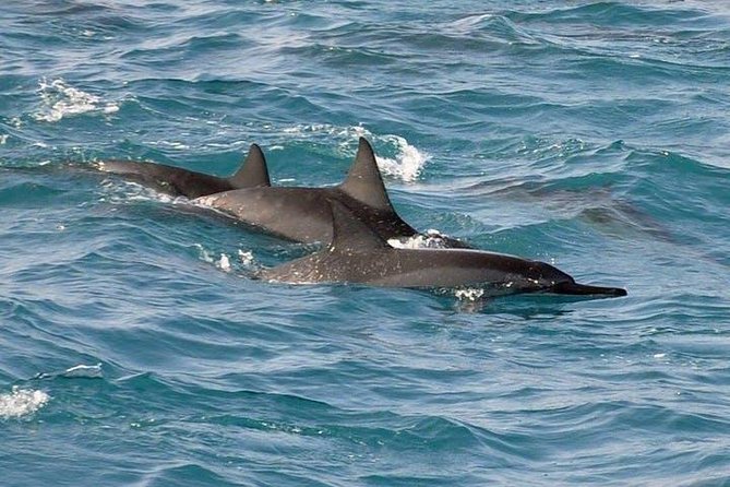 Deluxe Snorkel & Dolphin Watch Aboard a Luxury Catamaran from Kailua-Kona - The crew and the feel on board