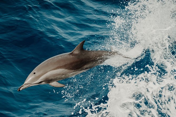 Depart Saint Raphaël: Meet the Dolphins - Key points at a glance