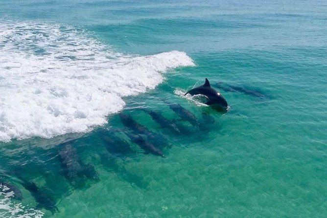 Destin Dolphin Cruise - Key things to know before you go