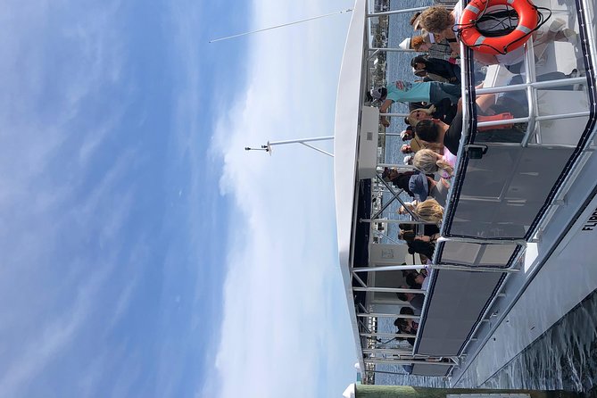 Destin Dolphin Cruise - Wildlife beyond the dolphins