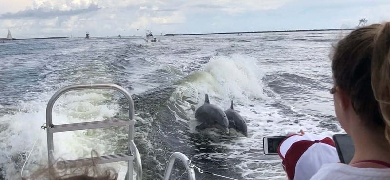Destin: Dolphin Watching Cruise - Other wildlife can make the ride better