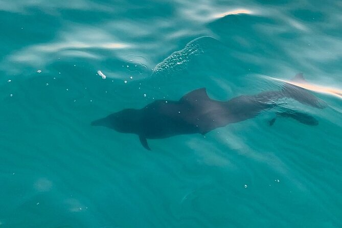 Destin Harbor Sunset Eco Dolphin Cruise - What the 90-minute route includes