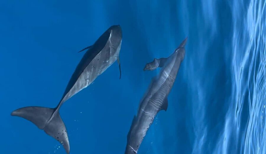 Dhiffushi Dolphin Cruise - Finding dolphins near the island or farther out