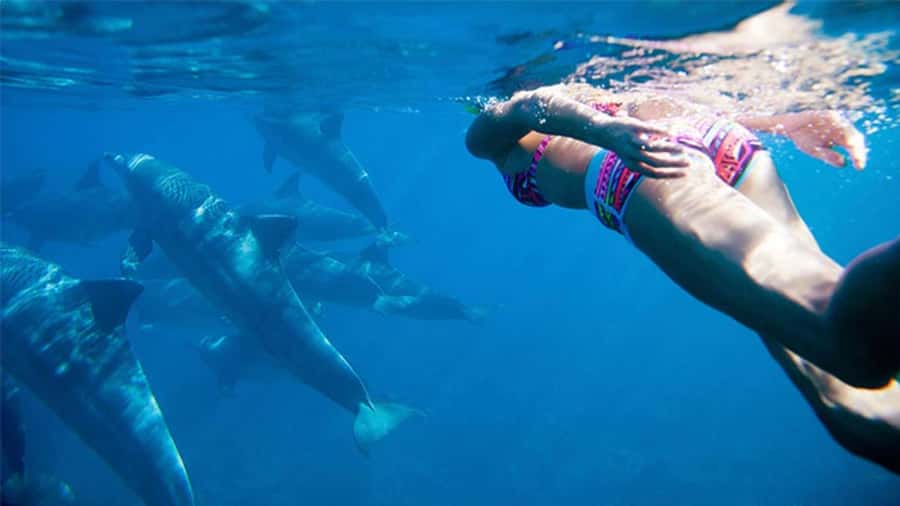 Discover Mauritius: Dolphin Watch, Snorkeling, BBQ Lunch - Key points to know before you book
