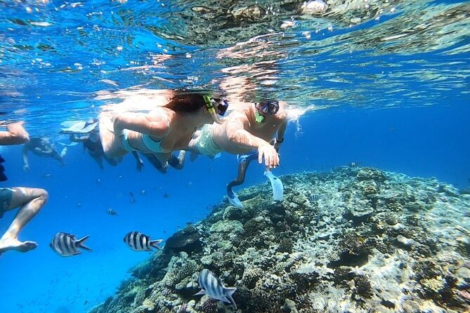 Discover the Magic in Snorkeling Expedition to Dolphin House - Key points to know before you book