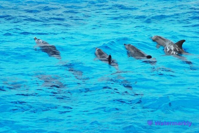 Discover the Magic in Snorkeling Expedition to Dolphin House - Starting from Hurghada at 8:00 am
