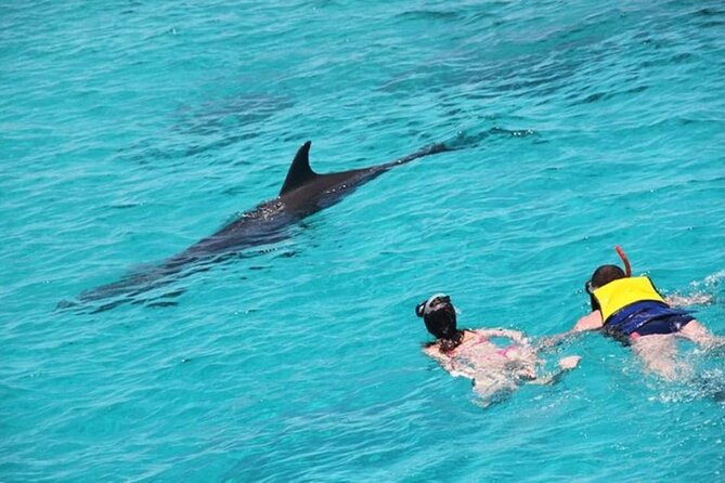 Discover the Magic in Snorkeling Expedition to Dolphin House - What the $10.80 price really covers