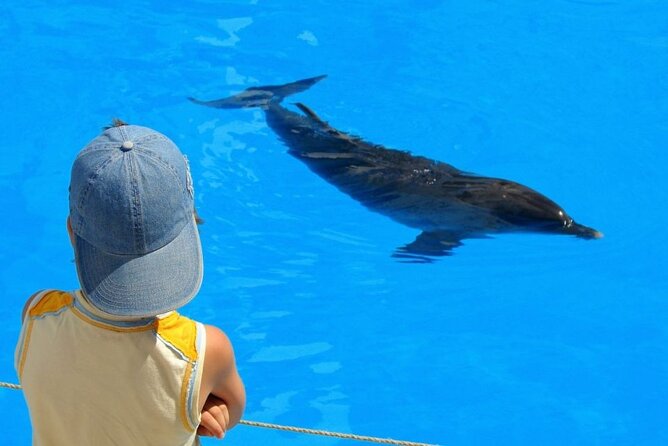 Discover the Magic in Snorkeling Expedition to Dolphin House - Practical booking advice for a smoother day