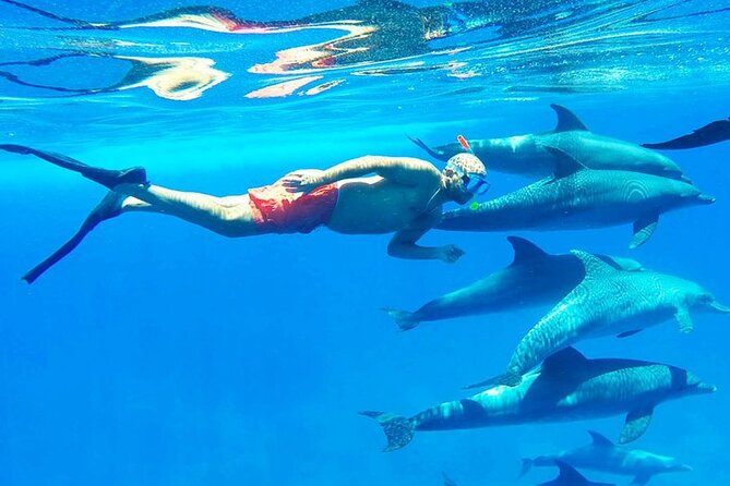 Discover the Magic in Snorkeling Expedition to Dolphin House - Two snorkeling stops over Red Sea coral