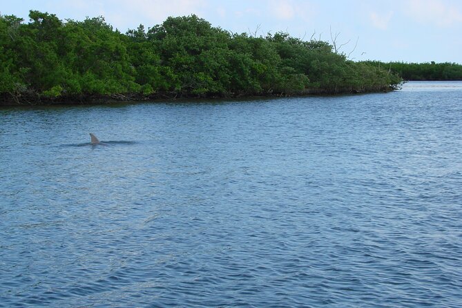 Discovery Dolphin Boat Tour - Hearing the commentary and choosing your seat