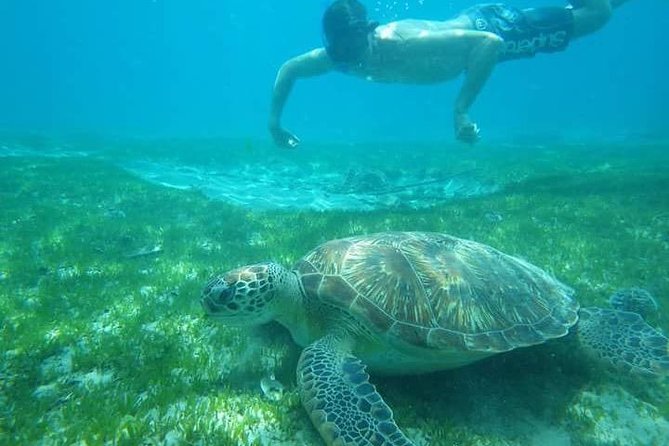 Discovery of dolphins on the Caribbean coast - Key points to know before booking