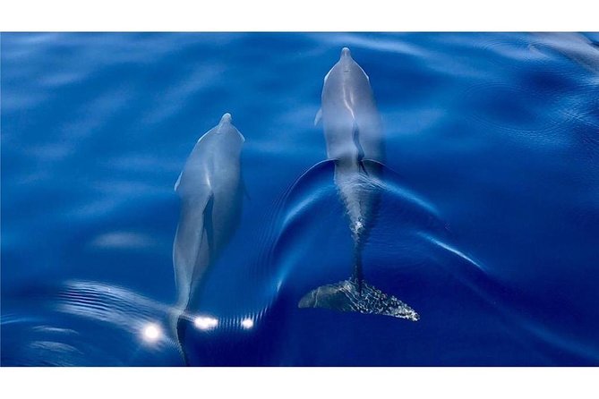 Discovery of dolphins on the Caribbean coast - Setting out from Fort-de-France at 8 am