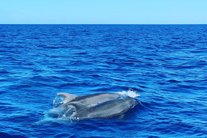 Discovery of dolphins on the Caribbean coast - Bellefontaine’s bat cave and coral swim