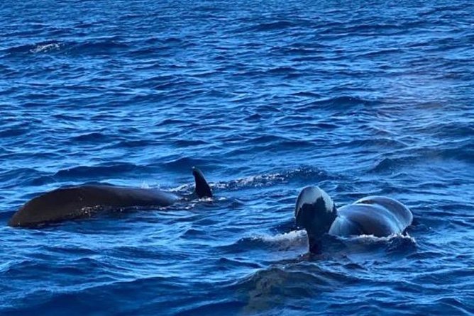 Discovery of dolphins on the Caribbean coast - Who will enjoy this Martinique boat trip