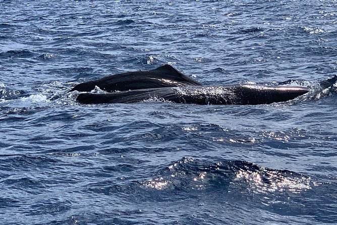 Discovery of dolphins on the Caribbean coast - Practical booking advice