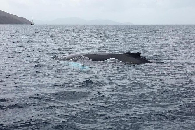 Discovery of dolphins on the Caribbean coast - Cruising Martinique’s leeward coast