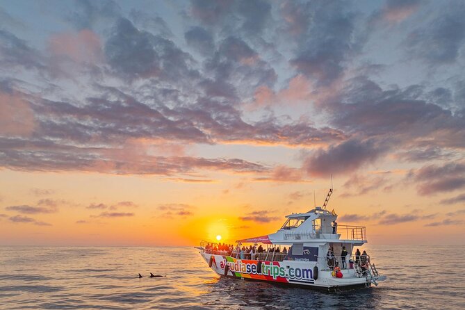 Dolphin Adventure: Fast Boat Dolphin Watching in Mallorca - Fast water and wild dolphins off Mallorca’s north coast